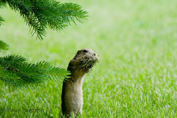 Richardson's Ground Squirrel - Aberdeen, SD