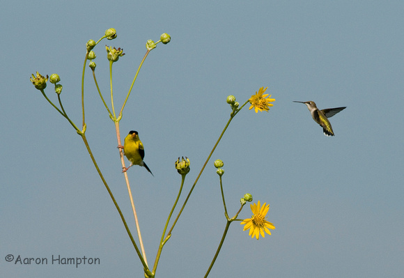 Goldfinch and Ruby-throated Hummingbird - Riverlands Migratory Bird Sanctuary, MO