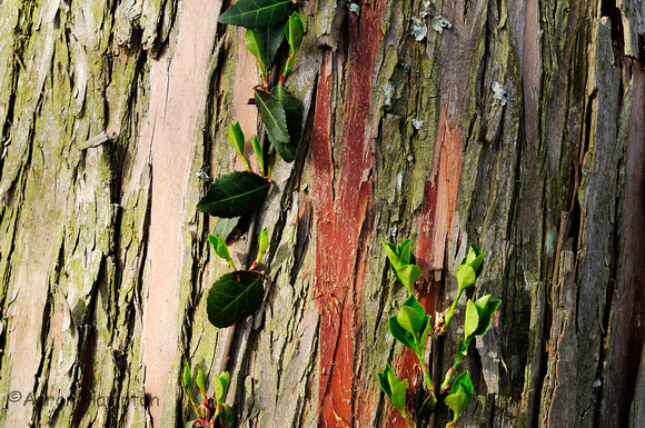 cypress bark
