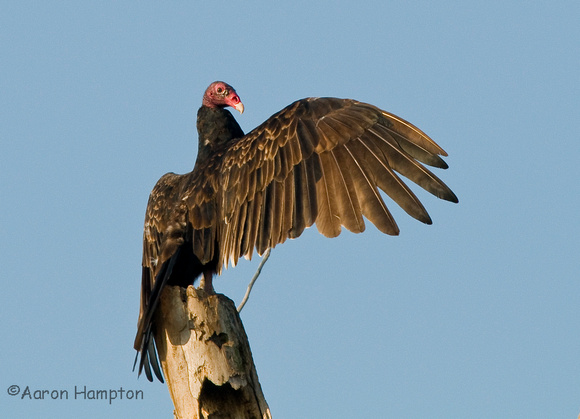 Turkey Vulture - Monroe County, IL